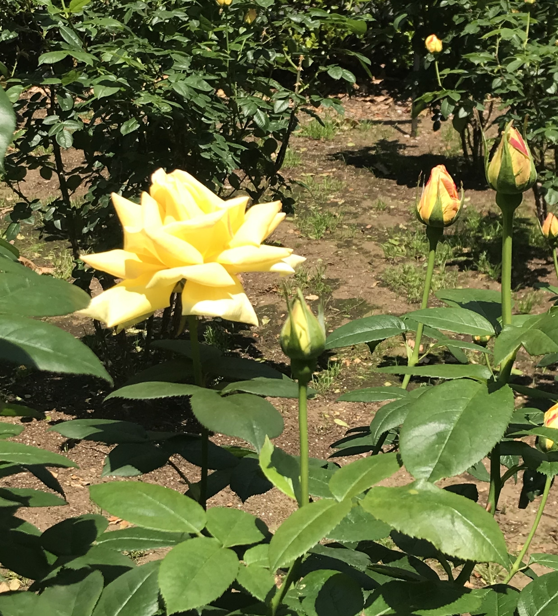 5月の臨時休診について